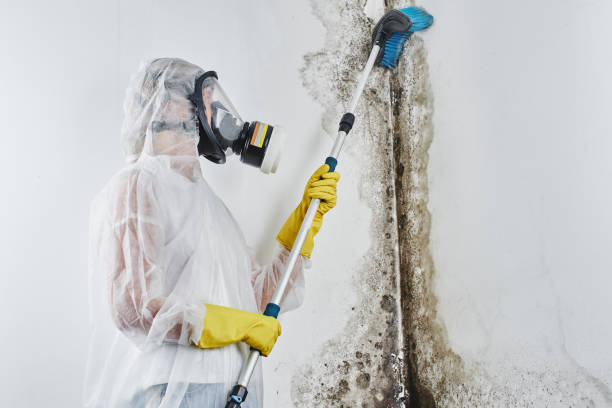 Best Residential Mold Remediation in Chewelah, WA