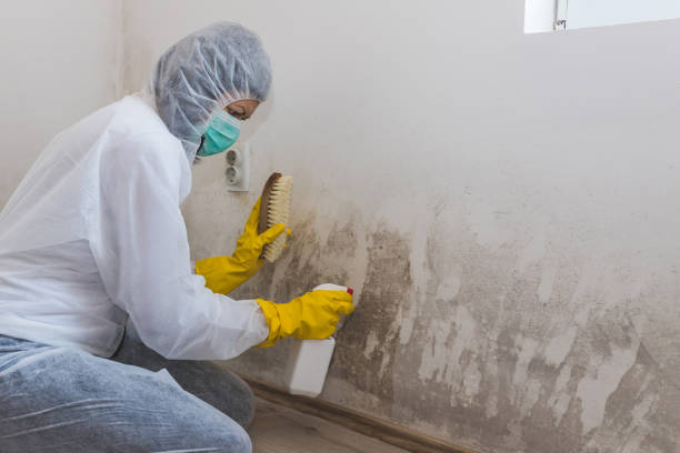 Best Residential Mold Remediation in Chewelah, WA