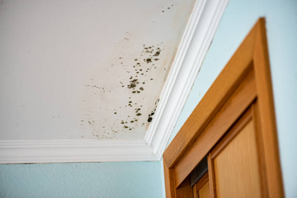 Trusted Chewelah, WA Mold Remediation Experts