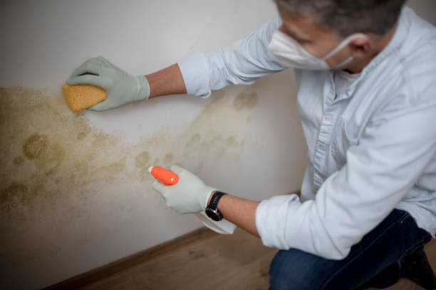 Best Localized Mold Remediation (e.g., coastal areas, humid climates) in Chewelah, WA