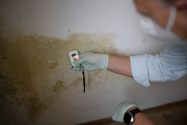 Best Black Mold Remediation in Chewelah, WA