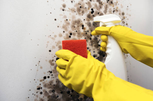 Best Basement Mold Remediation in Chewelah, WA