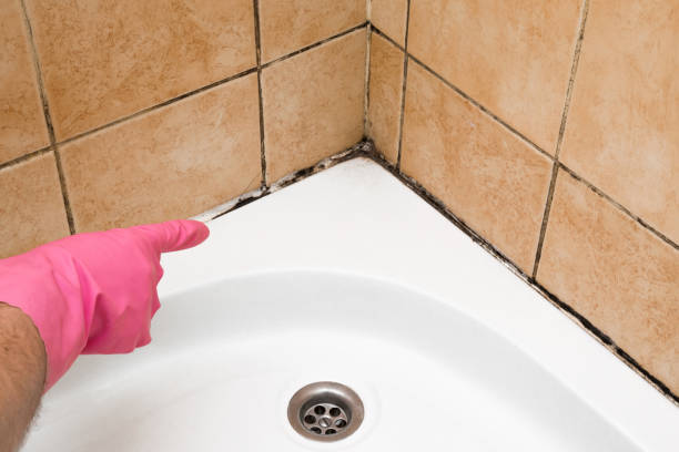 Best Black Mold Remediation in Chewelah, WA